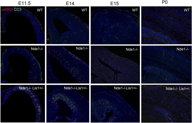 Figure 1—figure supplement 1.