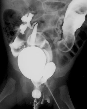 graphic file with name 247_2013_2638_Figce_HTML.jpg