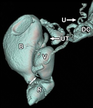 graphic file with name 247_2013_2638_Figcf_HTML.jpg