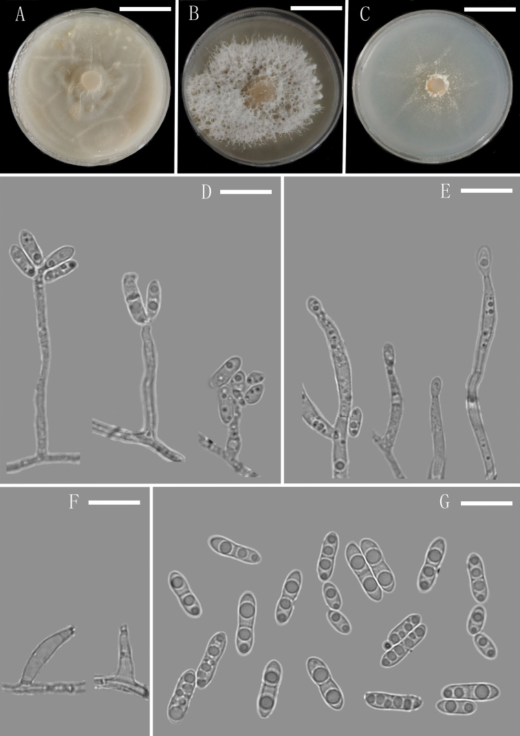 Figure 6.