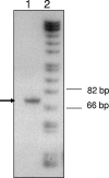 FIG. 1.