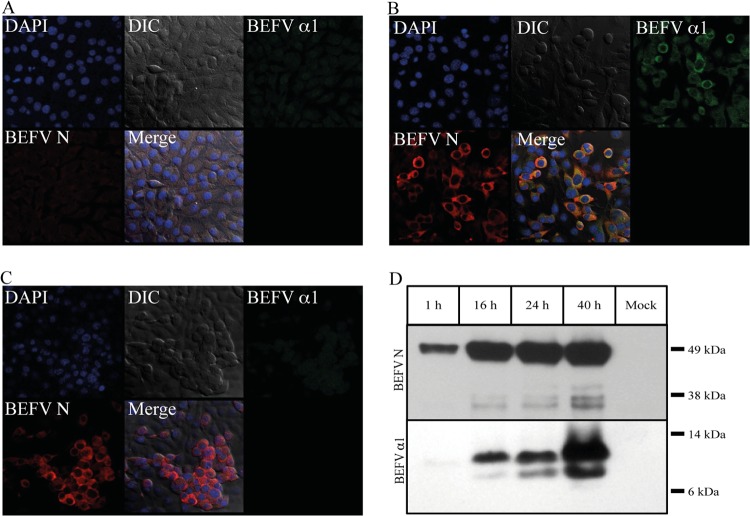 FIG 2