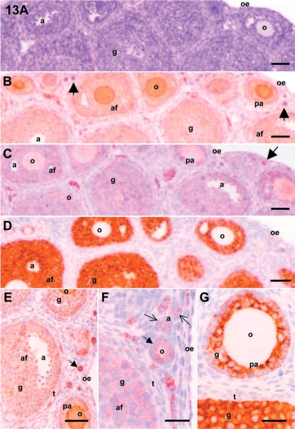 Figure 13