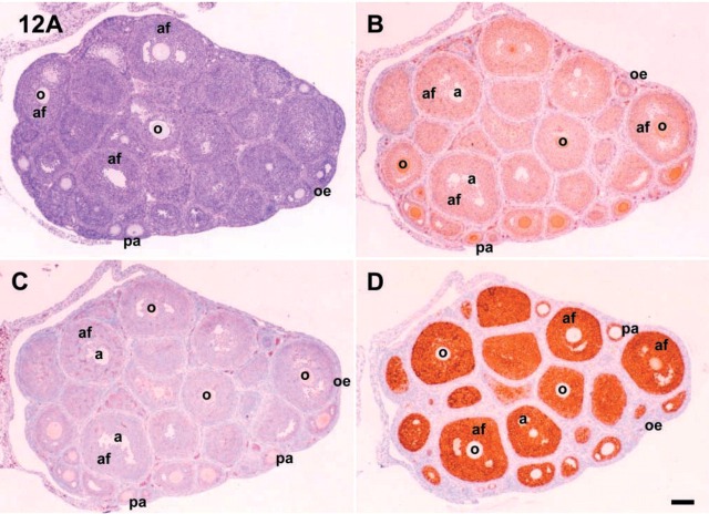 Figure 12