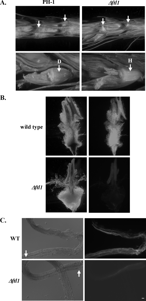 FIG. 4.