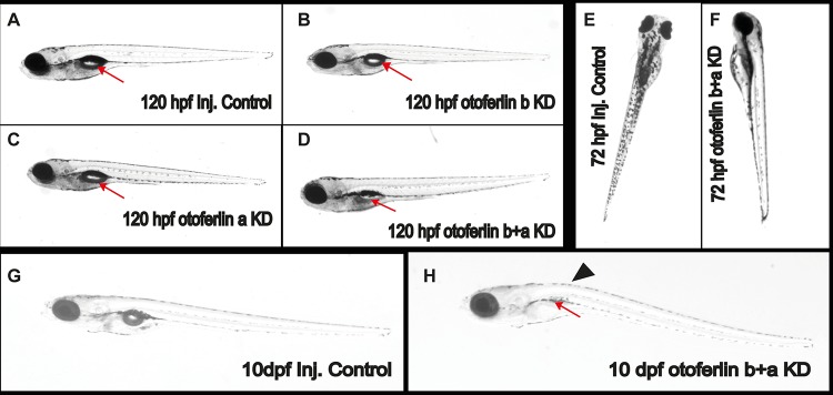 FIG 6