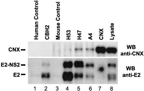 FIG. 5.