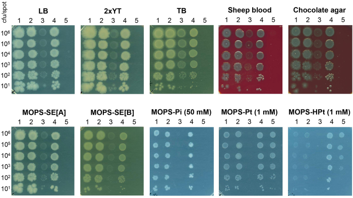 Figure 4