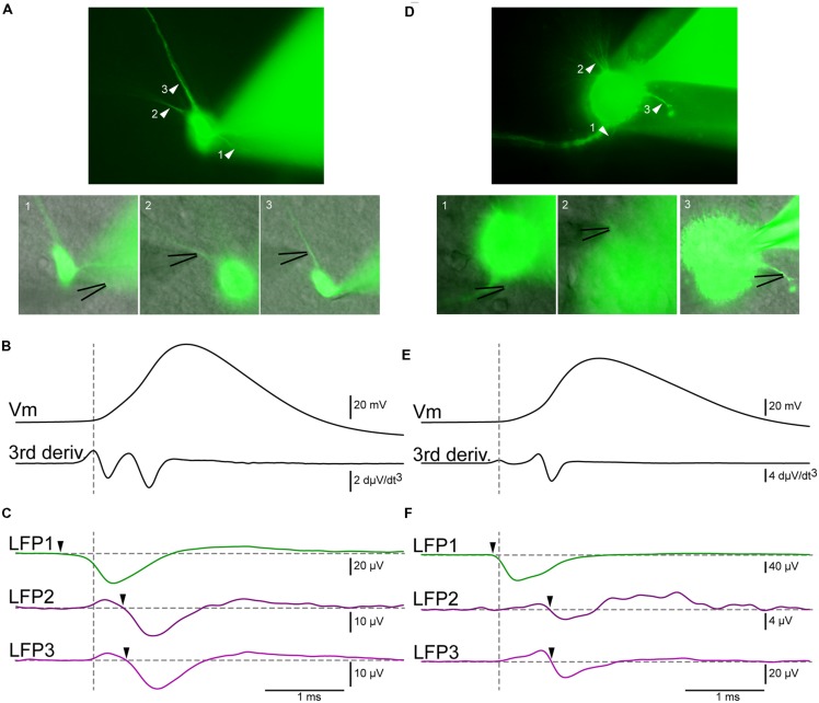 FIGURE 3