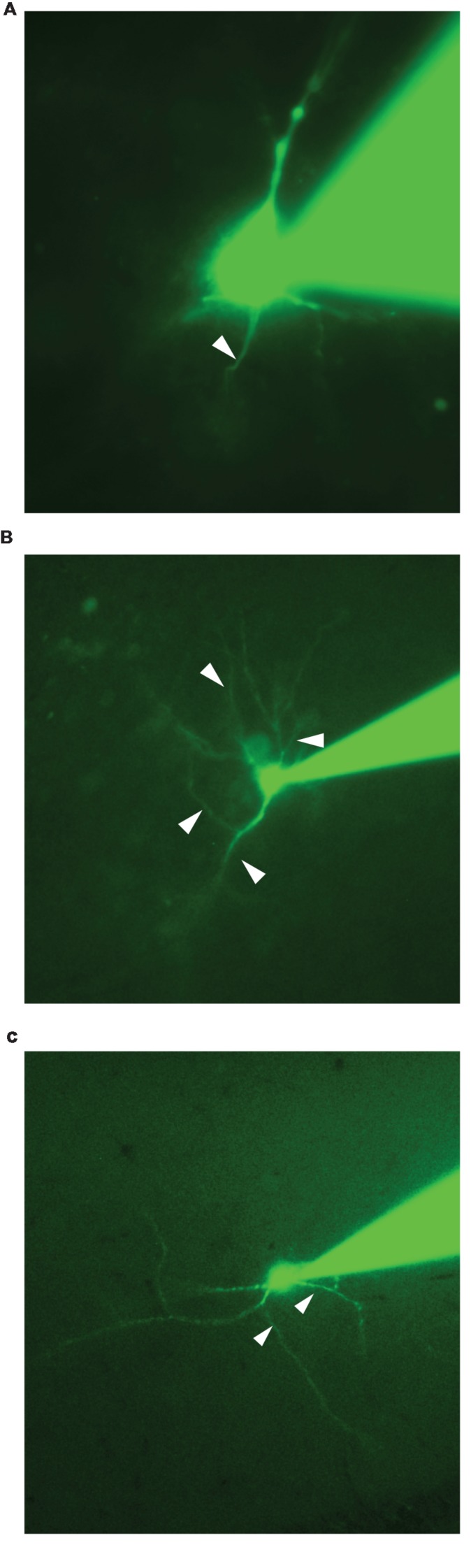 FIGURE 1