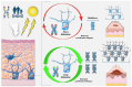 Figure 12. Telomere dynamics in melanoma tumourigenesis. Schematic diagram illustrating a potential mechanism underlying the protective effect of shorter telomeres in melanoma. Exposure to ultraviolet...