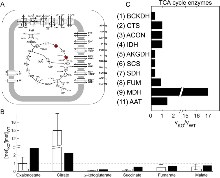 Fig. 2