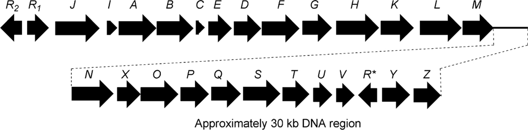 Fig. 10