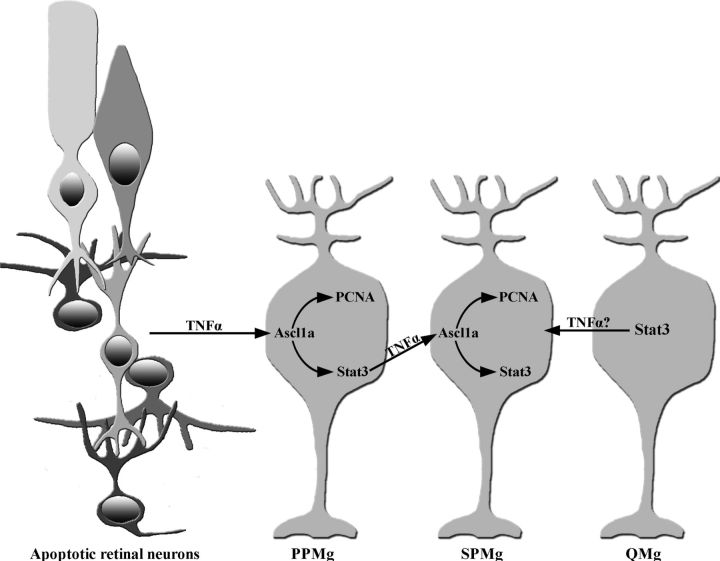 Figure 15.