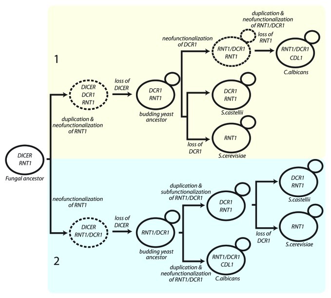 graphic file with name rna-9-1123-g2.jpg