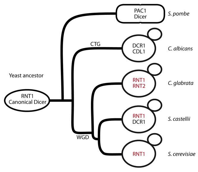 graphic file with name rna-9-1123-g1.jpg