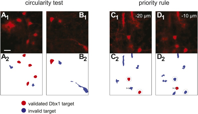 Figure 1—figure supplement 2.