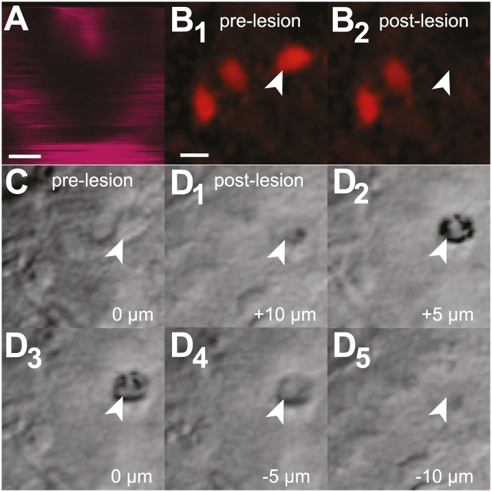 Figure 2—figure supplement 1.