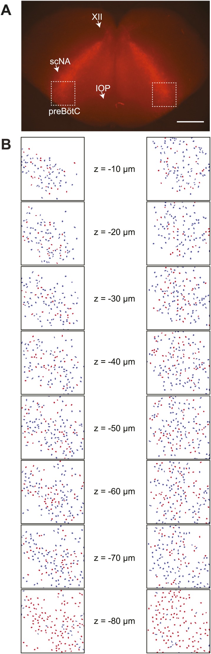 Figure 1—figure supplement 1.