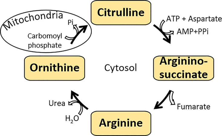 Figure 21