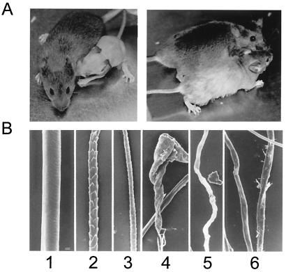 FIG. 11.