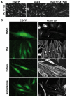 Fig. 6.