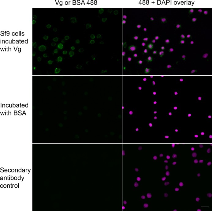 FIGURE 4.