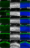 Figure 1—figure supplement 4.