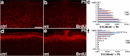 Figure 1—figure supplement 1.