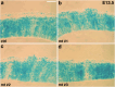 Figure 1—figure supplement 7.
