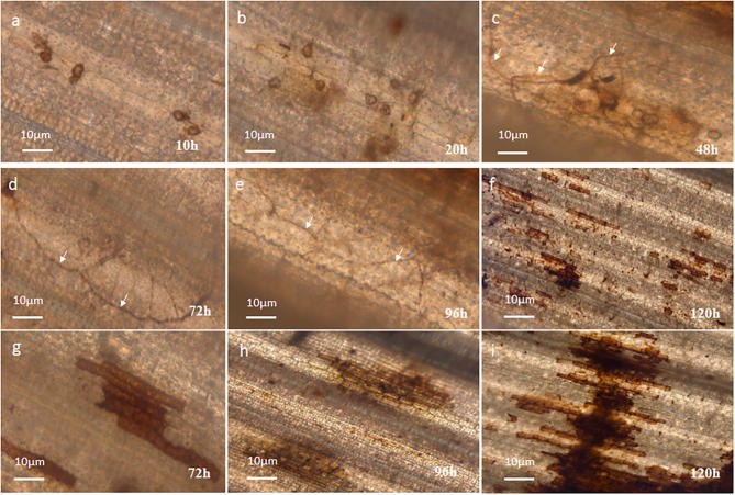 Fig. 10