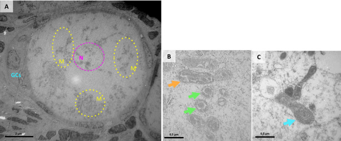 Fig. 3