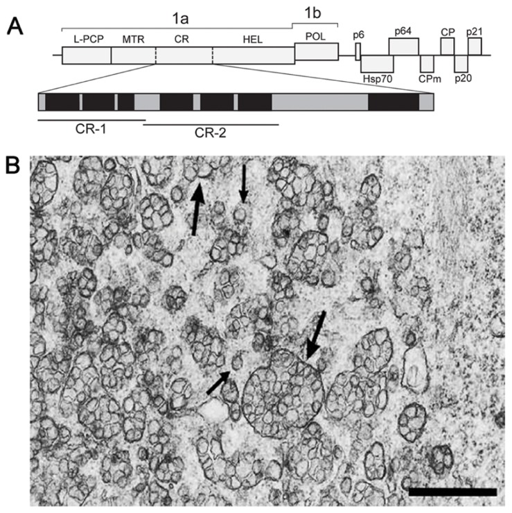 FIGURE 1