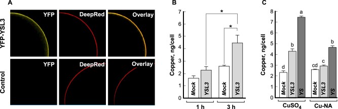 Figure 5