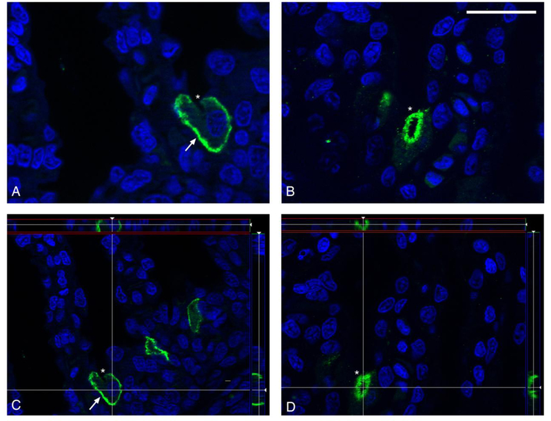 Fig. 7.