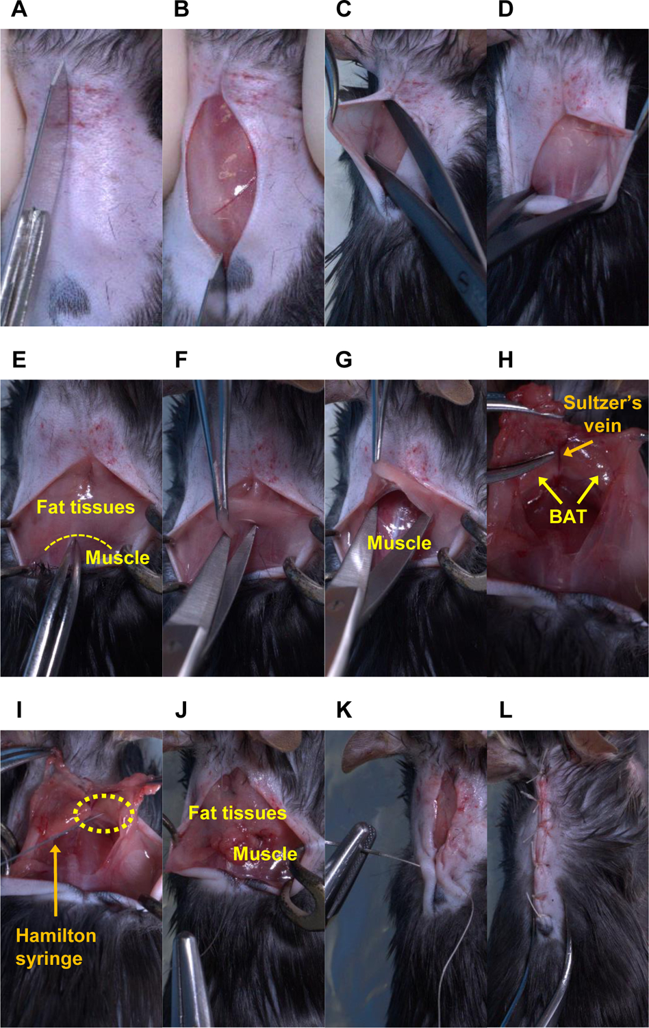 Figure 3: