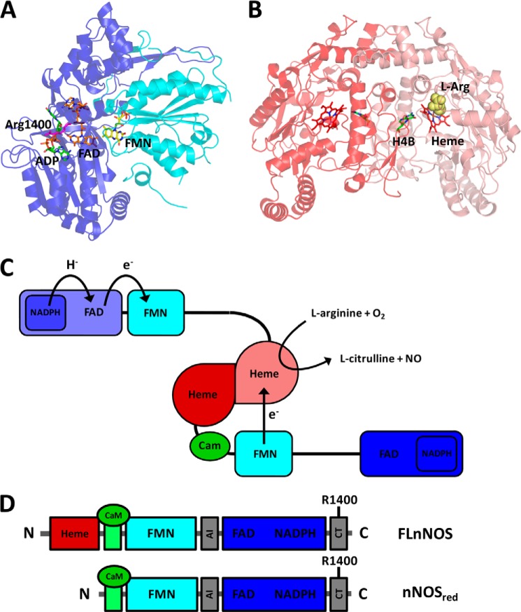 FIGURE 1.