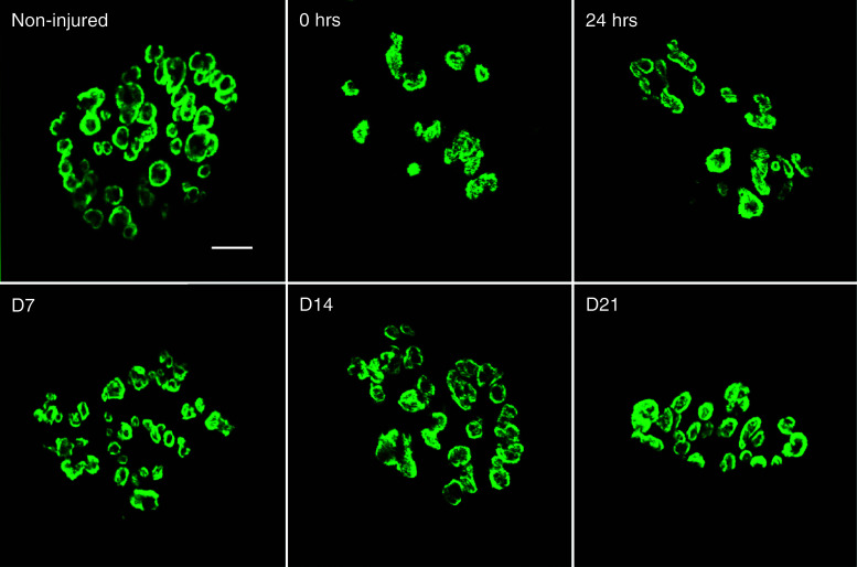 Fig. 3