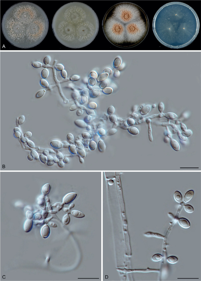 Fig. 51.