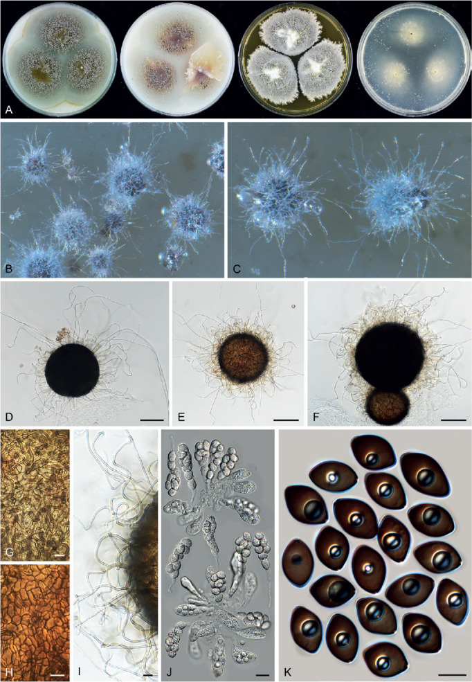 Fig. 20.