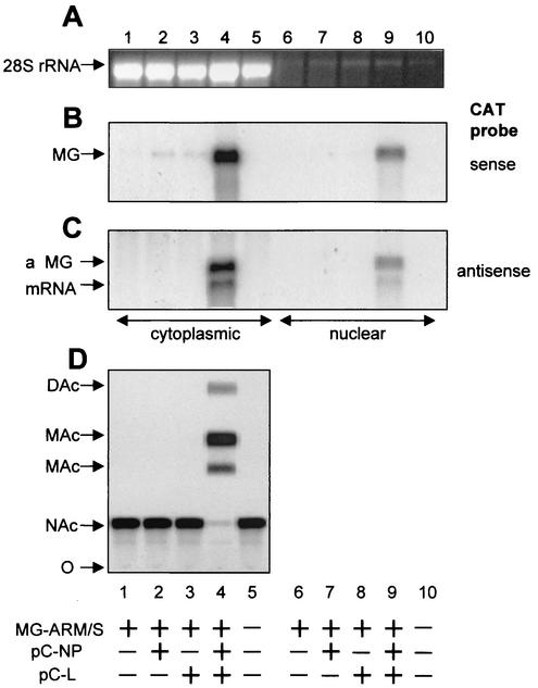 FIG. 2.