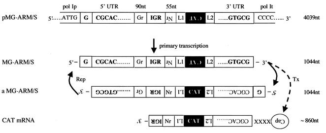 FIG. 1.