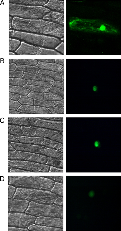 Fig. 10.