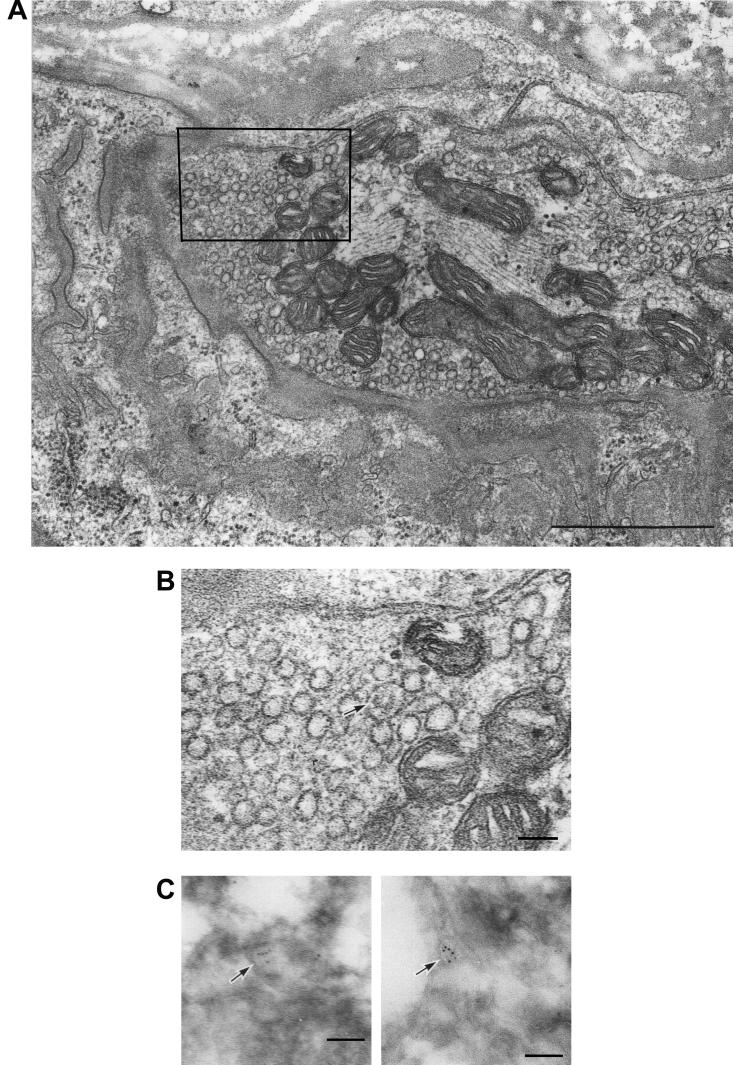 FIG.2.