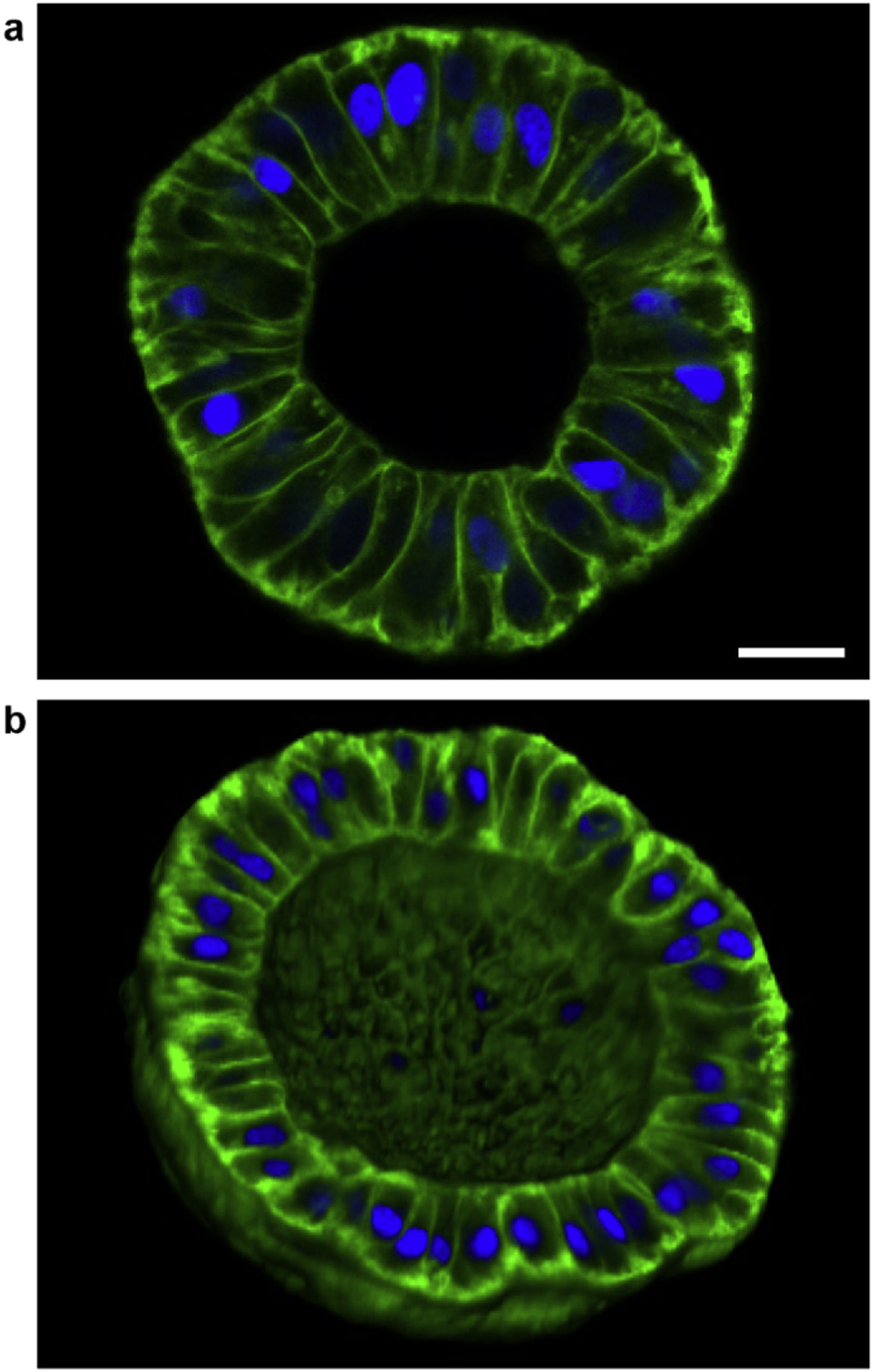 Fig. 6.