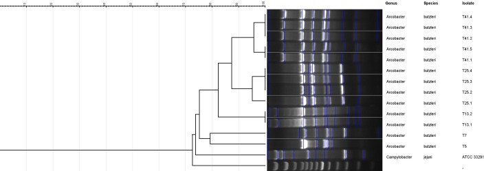 Fig 5