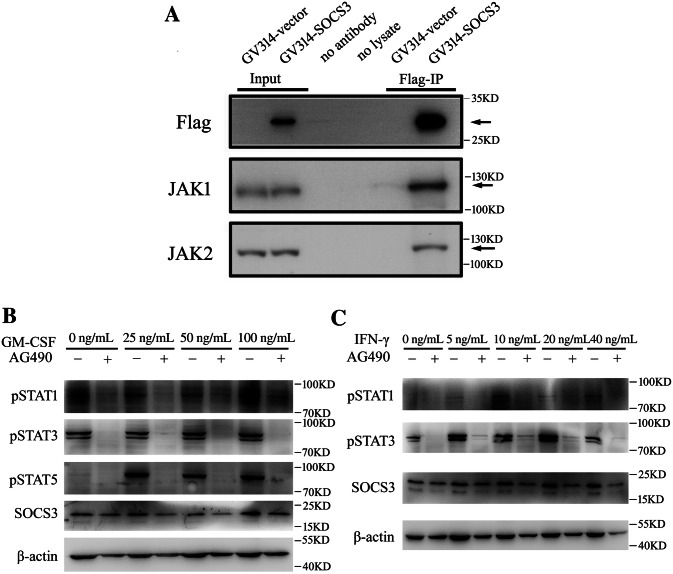 Fig. 6