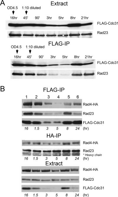 FIG. 2.