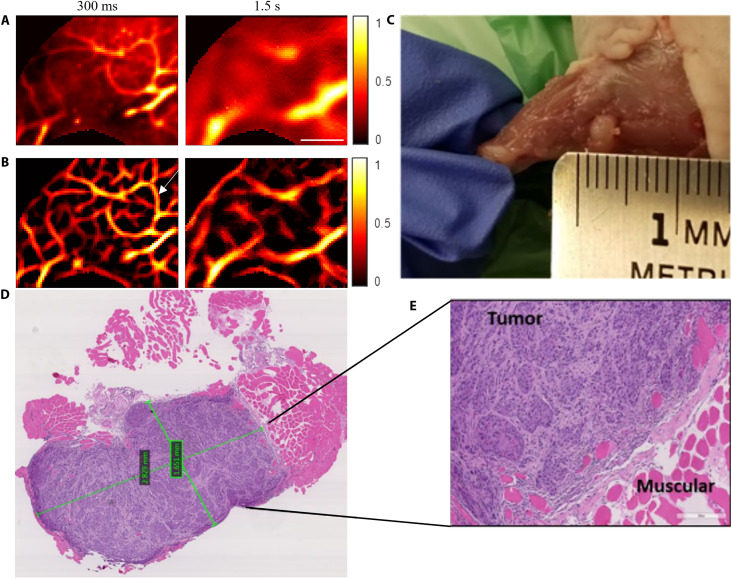 Fig. 6.