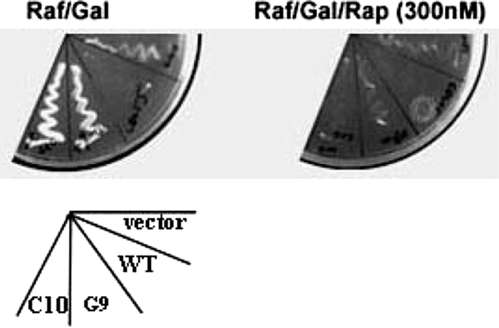 FIG. 4.